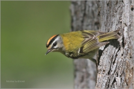 <p>KRÁLÍČEK OHNIVÝ (Regulus ignicapillus) /Firecrest - Sommergoldhähnchen/</p>